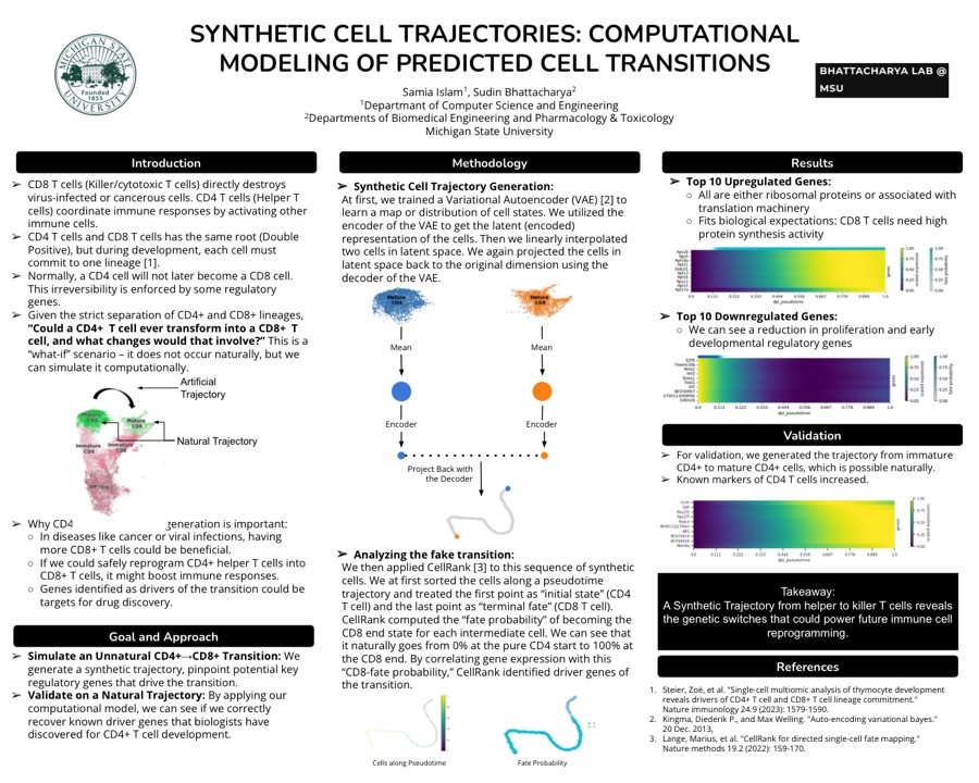Poster: Synthetic Cell Trajectories: Computational Modeling of Predicted Cell Transitions